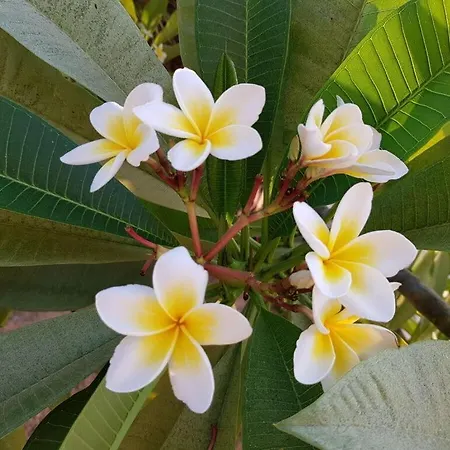 Guranya 1 * Kamilari